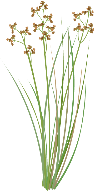 Leafy Twig Sedge (Cladium Procerum)