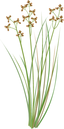 Leafy Twig Sedge (Cladium Procerum)