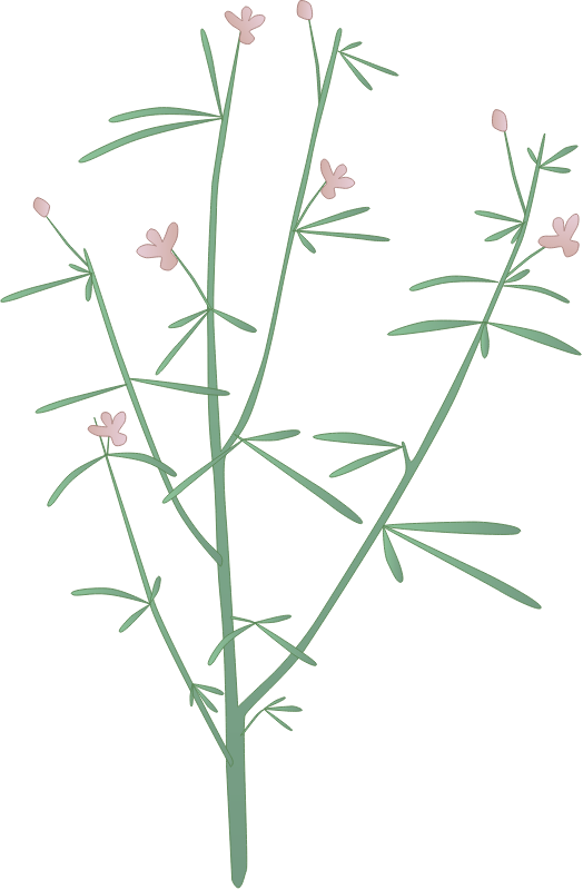 Slender Spiderflower (Cleome Multicaulis)