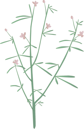 Slender Spiderflower (Cleome Multicaulis)