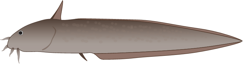 Cobbler (Cnidoglanis Macrocephalus)