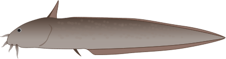 Cobbler (Cnidoglanis Macrocephalus)