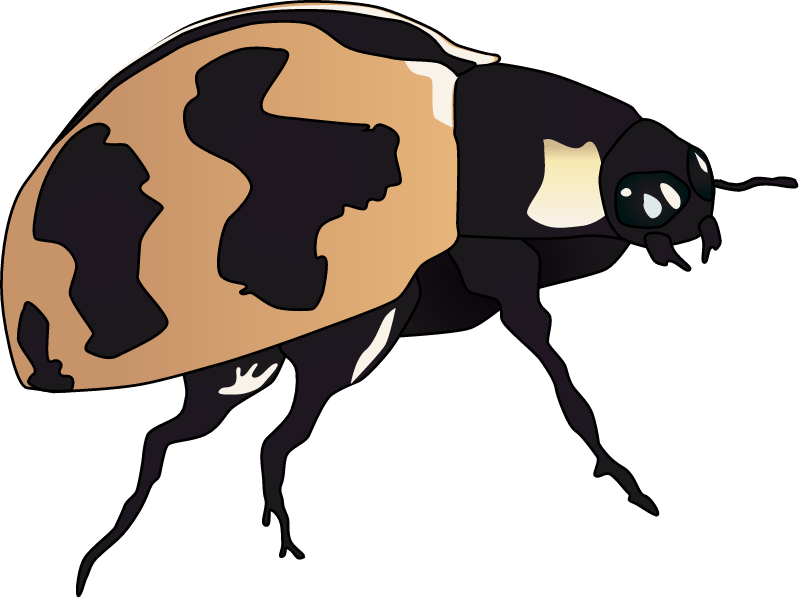 Ladybird Beetle (Coccinella Transversalis)