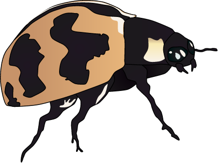 Ladybird Beetle (Coccinella Transversalis)