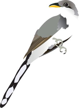 Yellow Billed Cuckoo (Coccyzus Americanus)