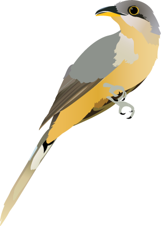 Mangrove Cuckoo (Coccyzus Minor)