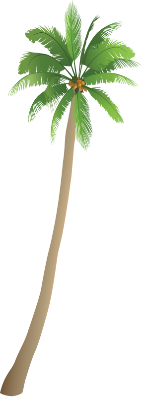 Coconut Palm (Cocos Nucifera)