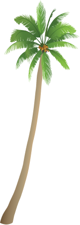 Coconut Palm (Cocos Nucifera)