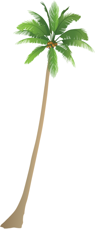 Coconut Palm (Cocos Nucifera)