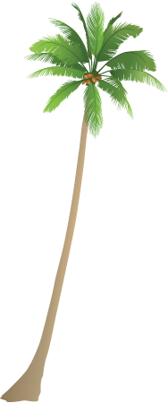 Coconut Palm (Cocos Nucifera)