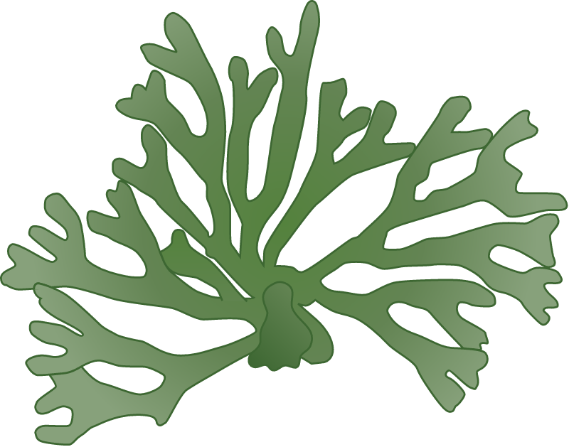 Dead Man's Fingers (Codium Fragile)