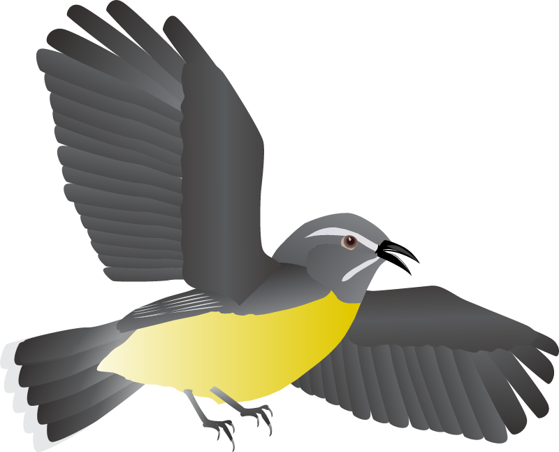 Bananaquit (Coereba Flaveola)