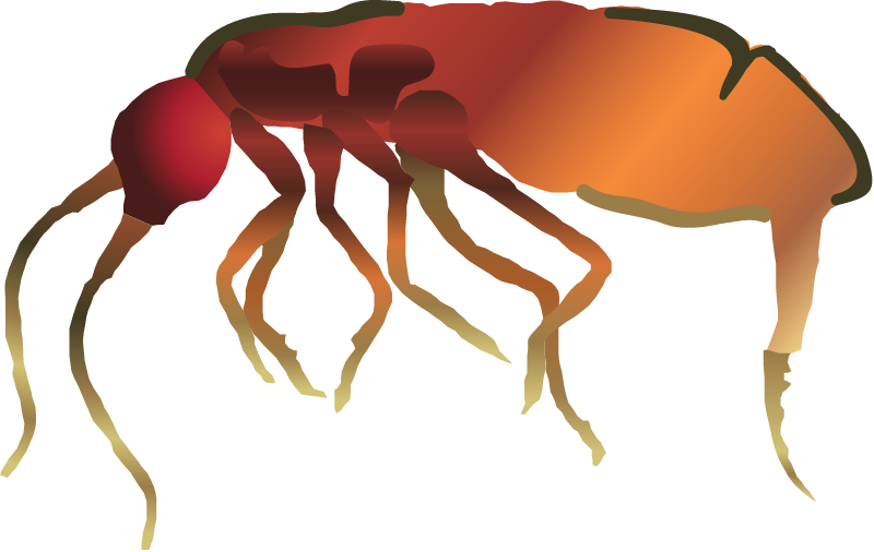 Springtail (Collembola)
