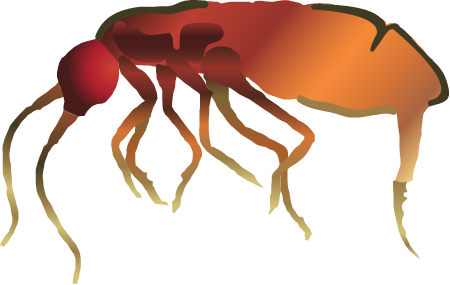 Springtail (Collembola)