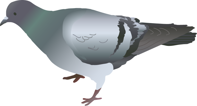 Rock Pigeon (Columba Livia)