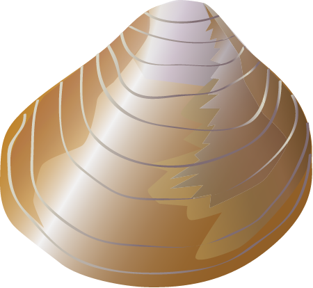 Asian Clam (Corbicula Fluminea)