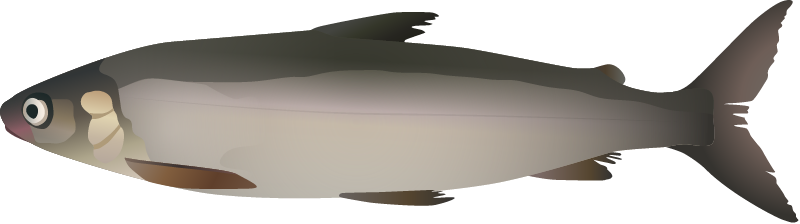 Cisco (Coregonus)