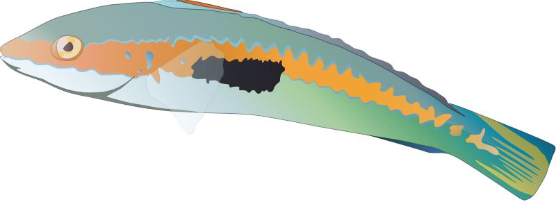 Mediterranean Rainbow Wrasse (Coris Julis)