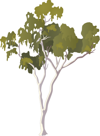 Ghost Gum (Corymbia)