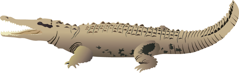 American Crocodile (Crocodylus Acutus)
