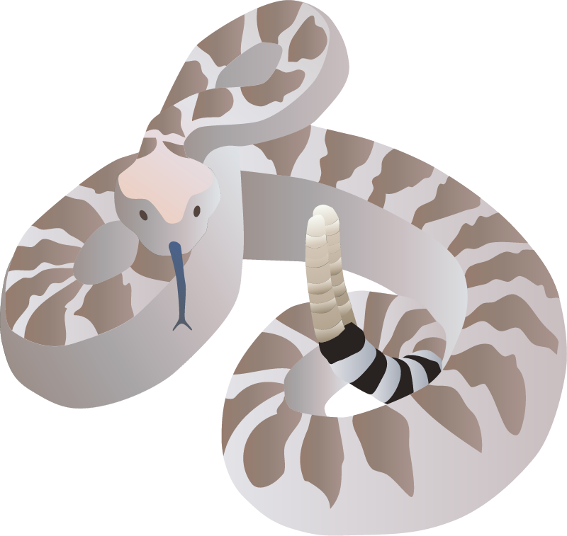 Rattle Snake (Crotalus)
