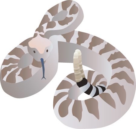 Rattle Snake (Crotalus)