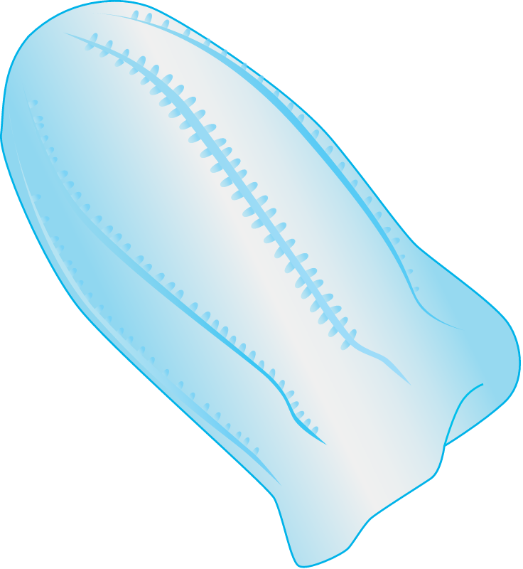 Comb Jelly (Ctenophore)