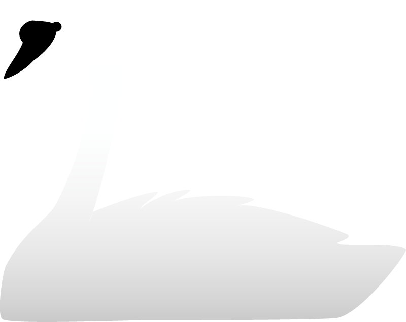 Trumpeter Swan (Cygnus Buccinator)