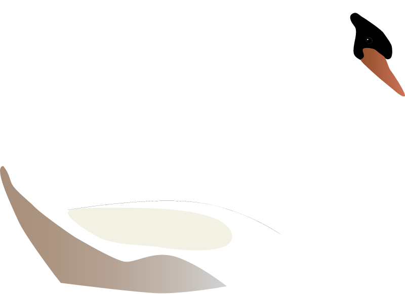 Mute Swan (Cygnus Olor)