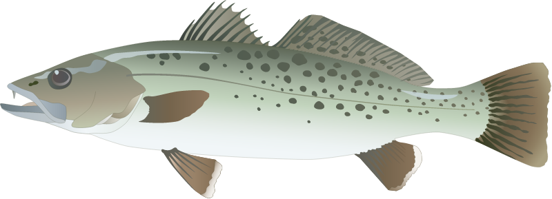 Spotted Seatrout (Cynoscion Nebulosus)