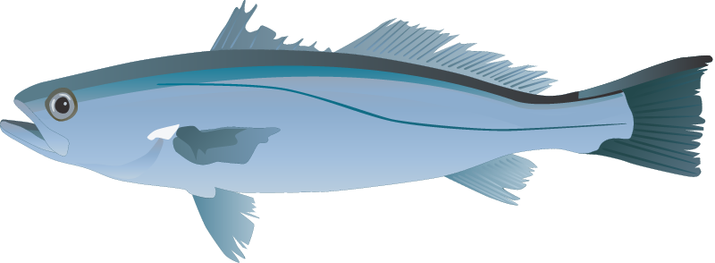 Weakfish (Cynoscion Regalis)