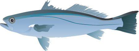 Weakfish (Cynoscion Regalis)