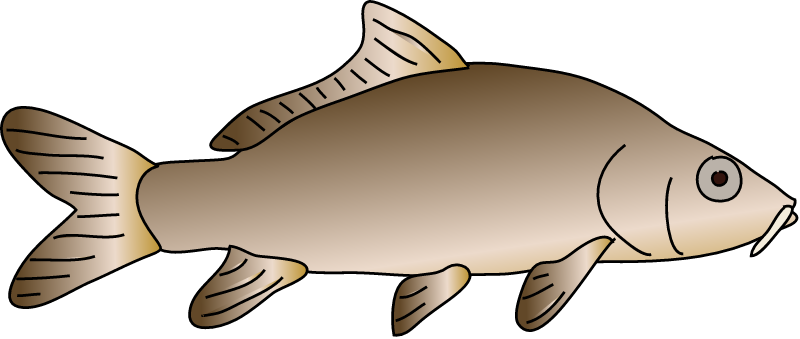Common Carp (Cyprinus Carpio)