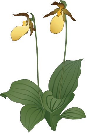 Lady's Slipper (Cypripedium)