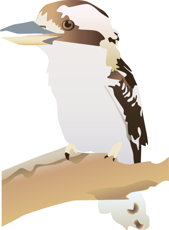 Laughing Kookaburra (Dacelo Novaeguineae)