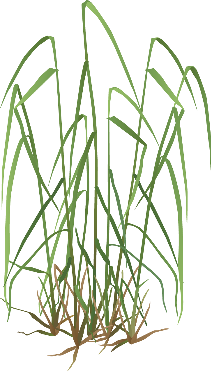 Dactylis glomerata