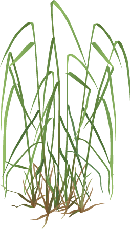 Orchard Grass (Dactylis Glomerata)