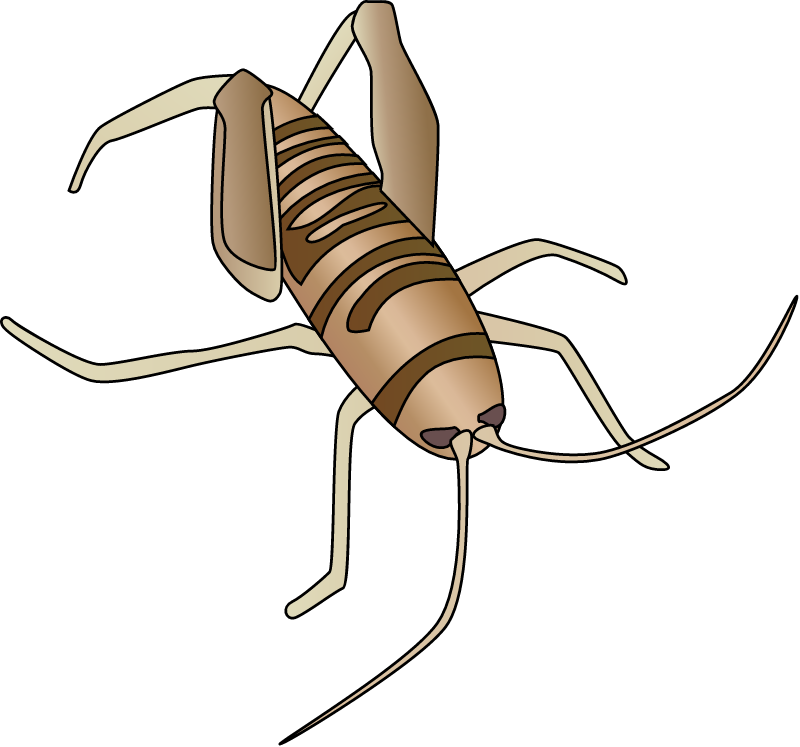 Giant Sand Treader Camel Cricket (Daihinibaenetes Giganteus)