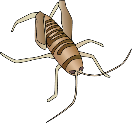 Giant Sand Treader Camel Cricket (Daihinibaenetes Giganteus)