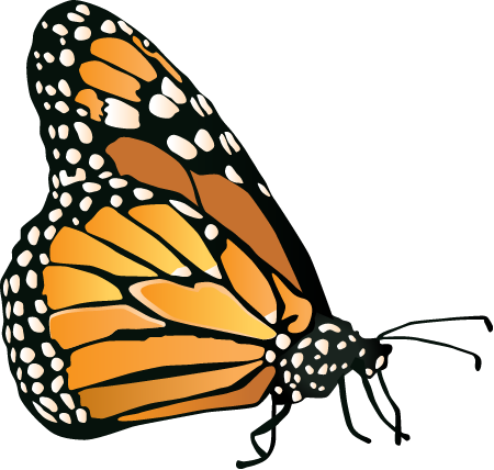 Monarch Butterfly (Danaus Plexippus)