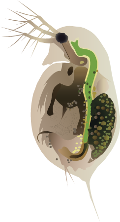 Water Flea (Daphnia Pulex)