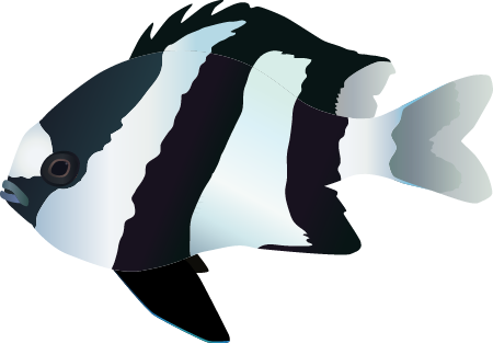 Whitetail Dascyllus (Dascyllus Aruanus)