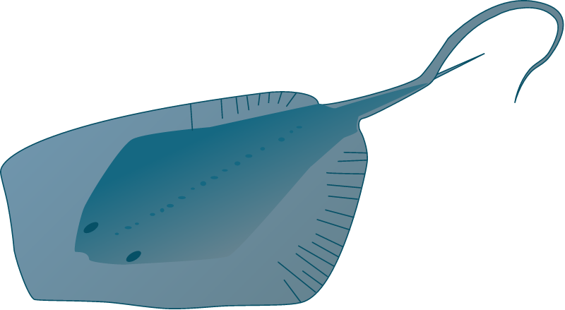 Southern Stingray (Dasyatis Americana)