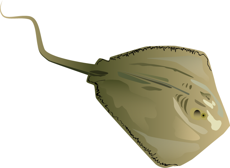 Southern Stingray (Dasyatis Americana)