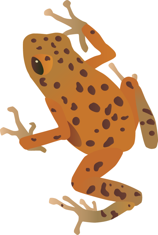 Dart Poison Frog Adult (Dendrobates Pumilio)