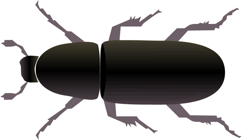 Mountain Pine Beetle (Dendroctonus Ponderosae)