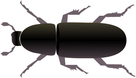 Mountain Pine Beetle (Dendroctonus Ponderosae)