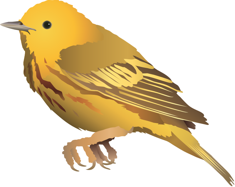 Yellow Warbler (Dendroica Petechia)
