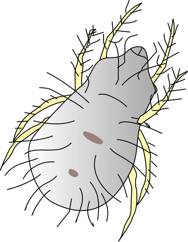 House Dust Mite (Dermatophagoides Pteronyssinus)