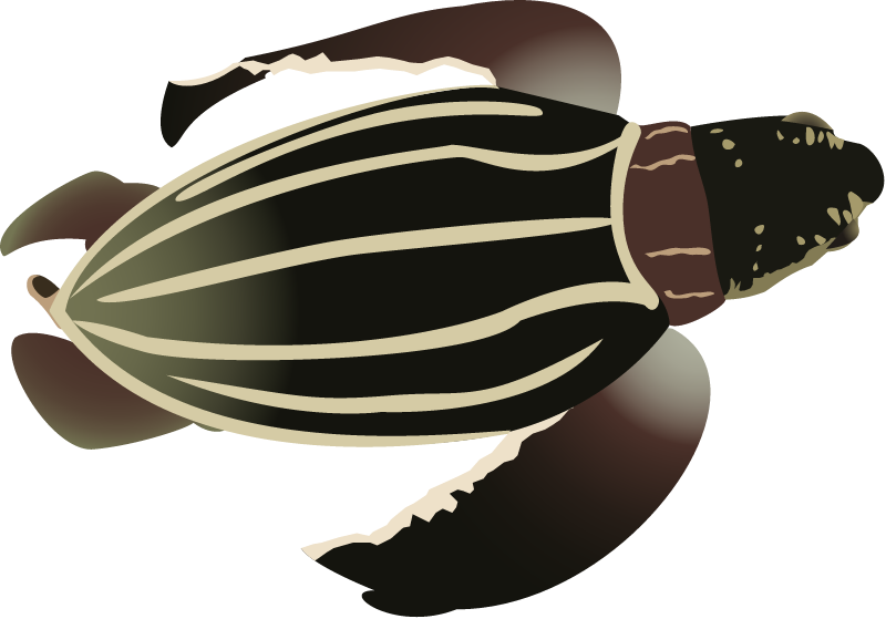 Leatherback Turtle Hatchling (Dermochelys Coriacea)